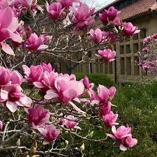 Magnoolia 'Soulangeana' P23/90