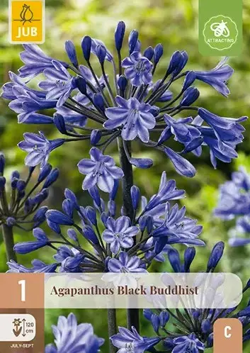 Lembeliilia 'Black Buddhist' 1/2 