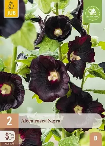 Tokkroos 'Rosea Nigra' 2tk/pk