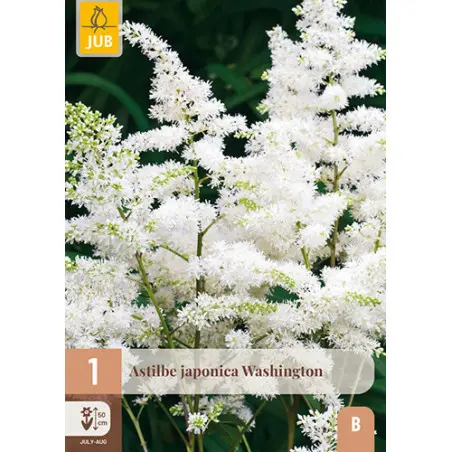 Jaapani astilbe 'Washington' 2/3
