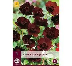 Ruske Kosmos 'Atrosangiuneus'