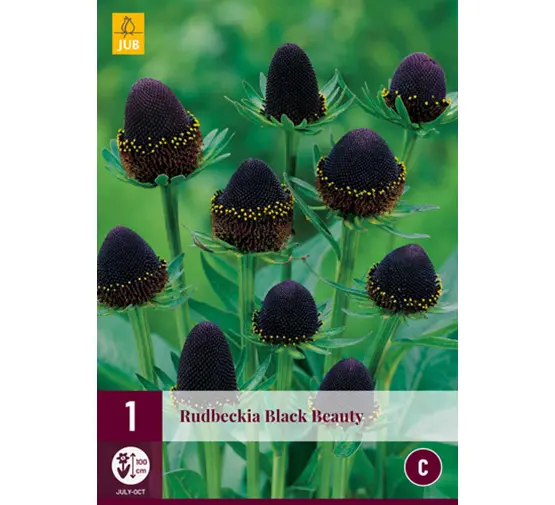 Päevakübar 'Black Beauty' 