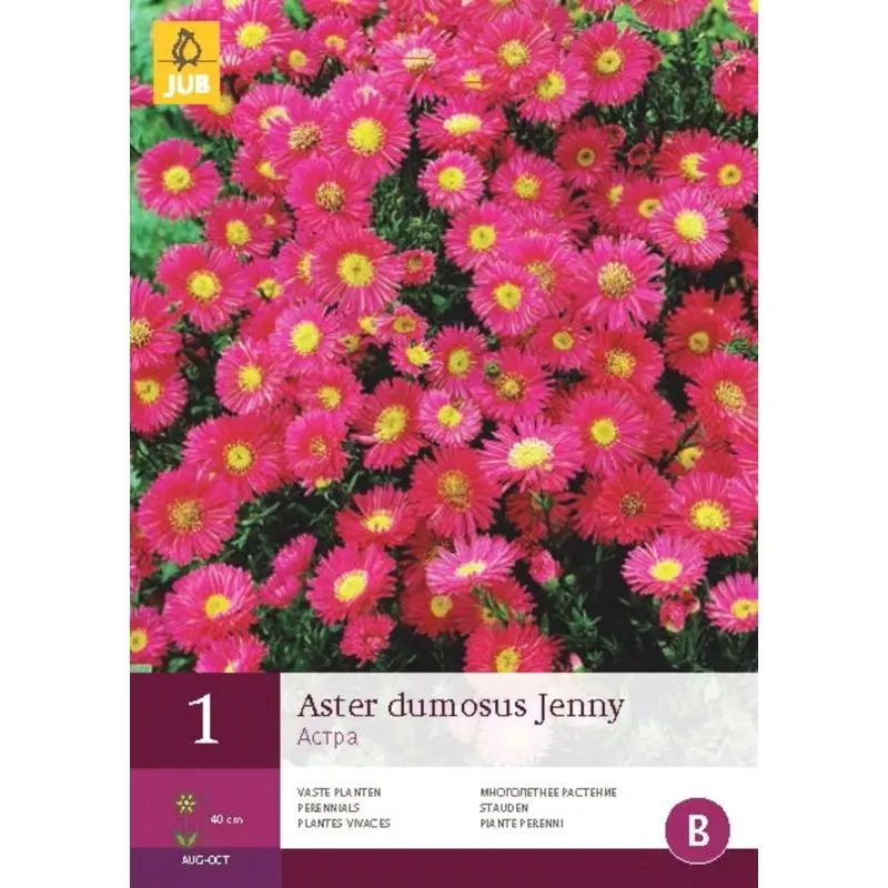 Madal Aster 'Jenny'