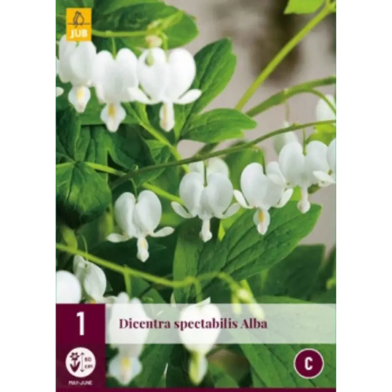 Murtudsüda 'Alba' 2/3
