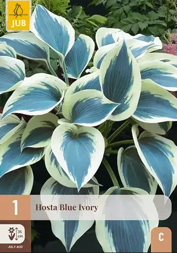 Hosta 'Blue Ivory' 