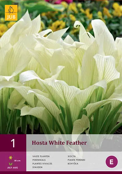 Hosta 'White Feather' 