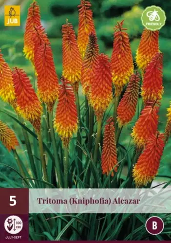 Tõrvikliilia 'Alcazar' 1tk/pk