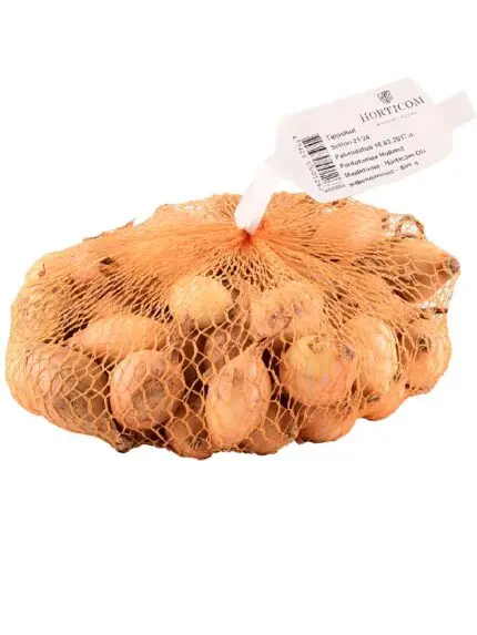 Tippsibul 'Biztro' 21/24 500g