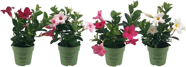 Mandvill valik P10,5/25cm punane