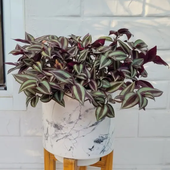 Tradeskantsia kaskaad P12/35cm