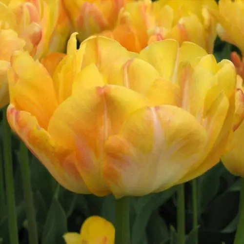 Tulp 'Granny Yellow' P12/20cm