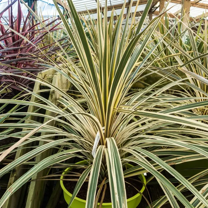 Lõuna-tõlvpuu Variegated P21/100cm