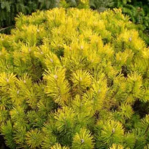 Mägimänd 'Golden Glow' 40cm tüvi/C5