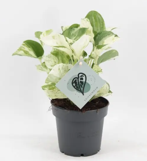 Sulgjas nõelköis 'Manjula' P12/20cm