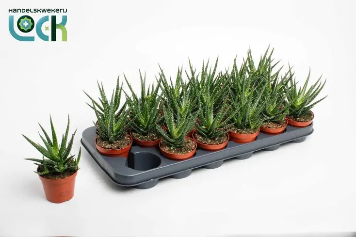 Aaloe 'Tiki Tahi' P9/17cm