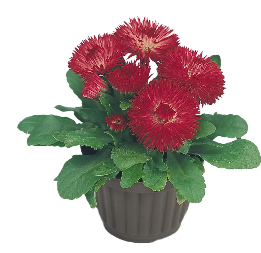 Harilik kirikakar 'Roggli Red' P10,5/15cm