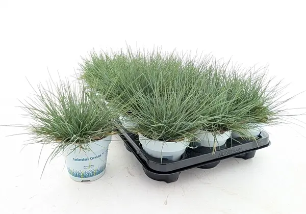 Hall aruhein 'Compact Blue' P10,5/25cm