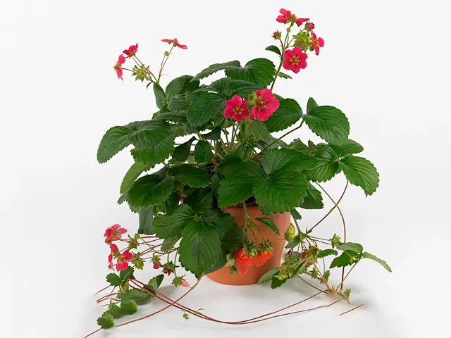 Aedmaasikas 'Toscana' P12/18cm