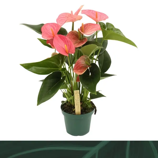André flamingolill Melito P17/55cm