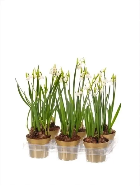 Suvine märtsikelluke P9/13cm