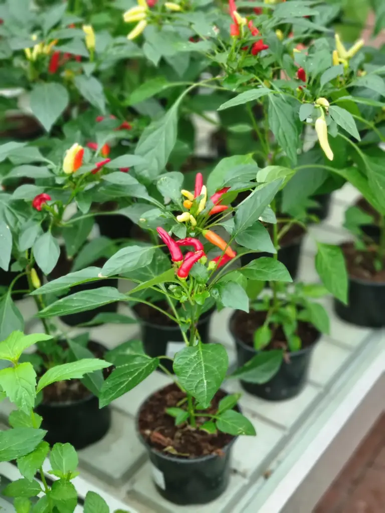 Paprika Potipipar P9cm (ÖKO)