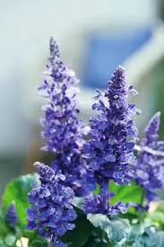 Salvia Mysty P12cm