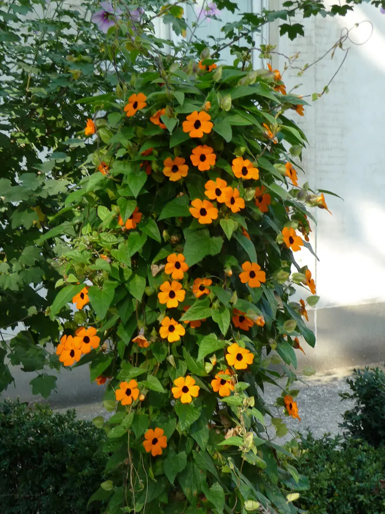 Tunbergia P12cm