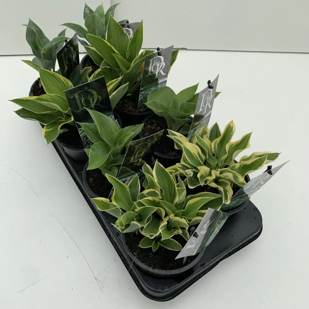Hosta P14cm