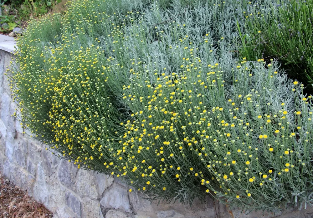 Maitsetaim Oliivrohi P10,5cm