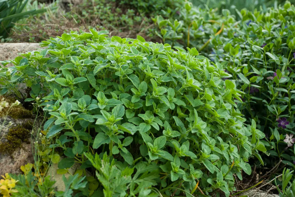 Maitsetaim Pune P10,5cm
