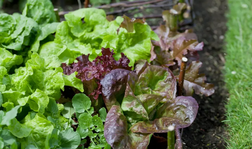 Maitsetaim Salat P8cm