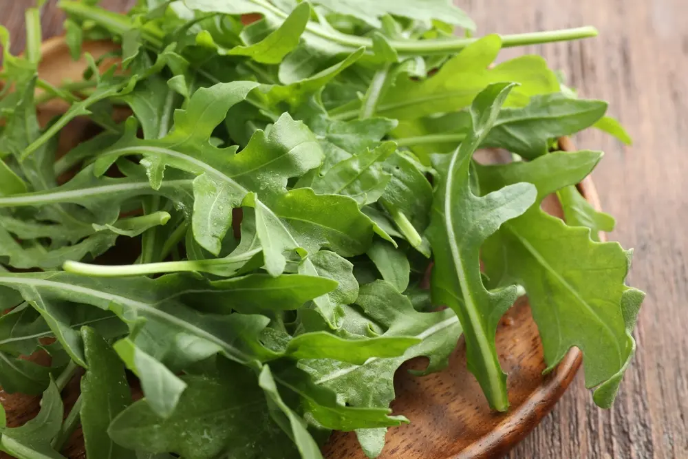 Maitsetaim Salat rucola P8cm