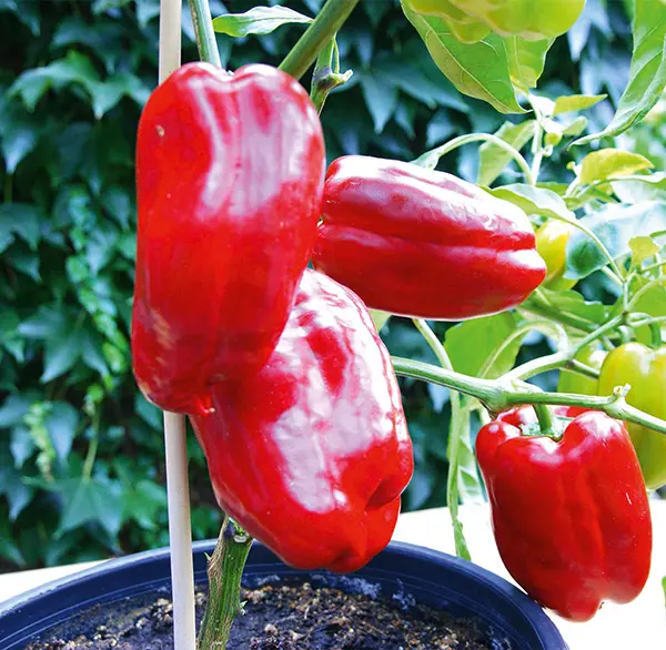Paprika Lamuyo P9*9*10cm
