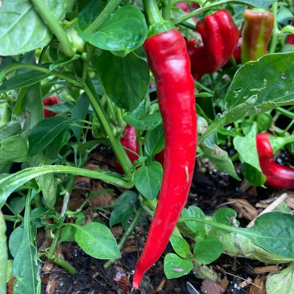 Kibepipar Cayenne P9*9*10cm