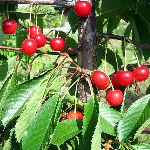 Murel Madissoni roosa