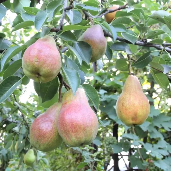 Sammaspirnipuu Decora