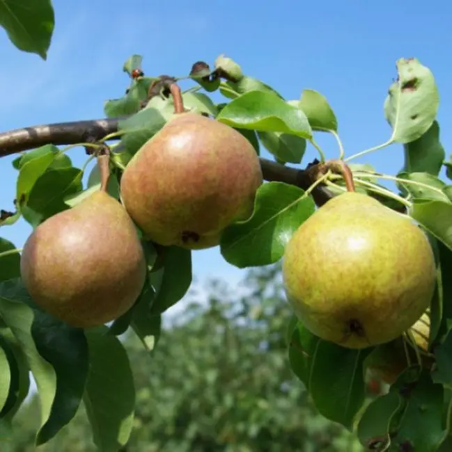 Harilik pirnipuu Mramornaja