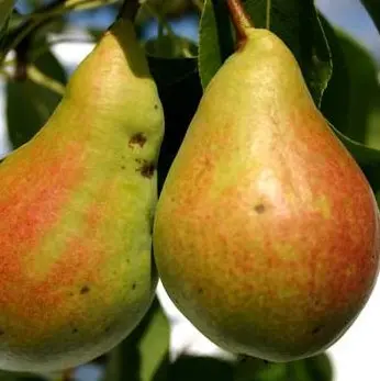 Harilik pirnipuu Pepi