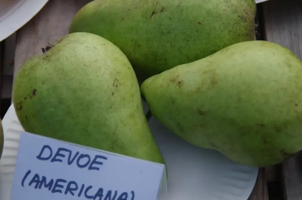 Harilik pirnipuu Devoe e.Americana