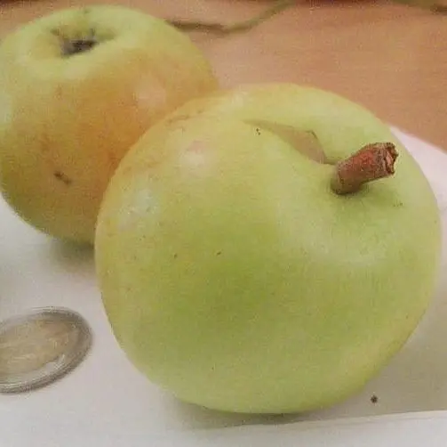 Aedõunapuu Konfetnaja