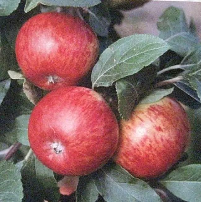 Aedõunapuu Pirja