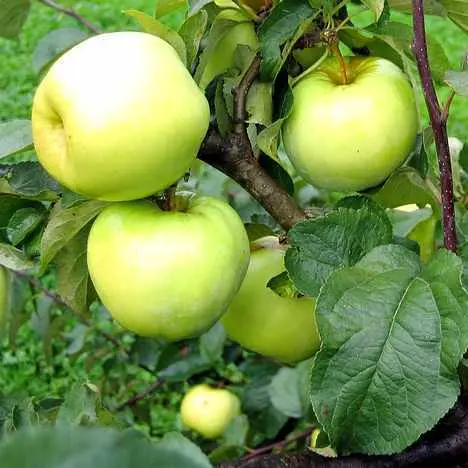 Aedõunapuu Antonovka