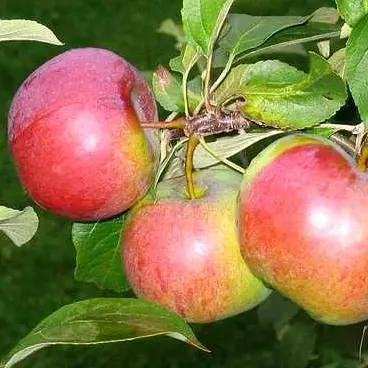 Aedõunapuu Cortland