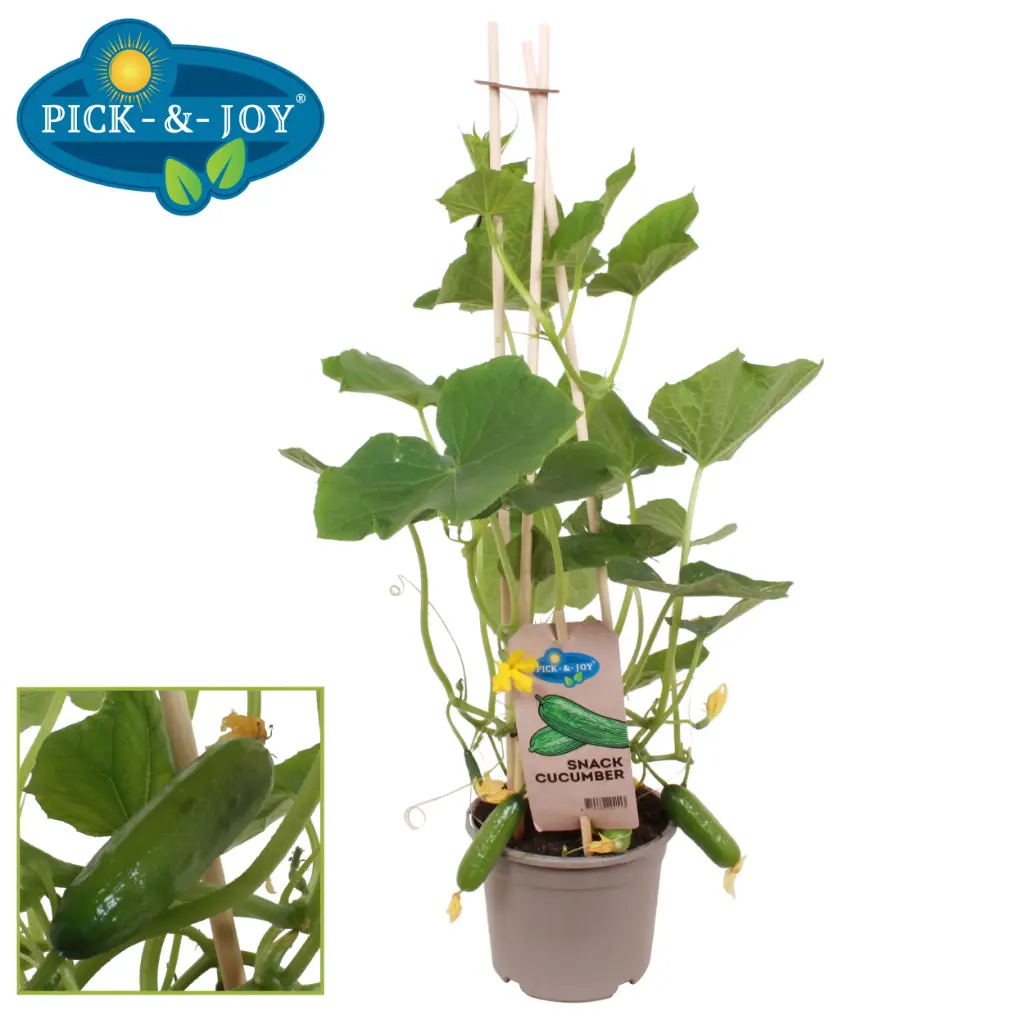 Kurk Pick&Joy Snack P14/60cm
