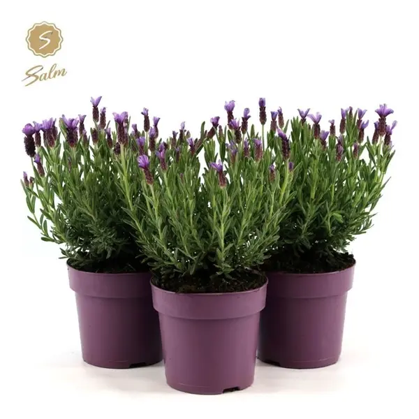 Prantsuse lavendel Anouk P10/30cm