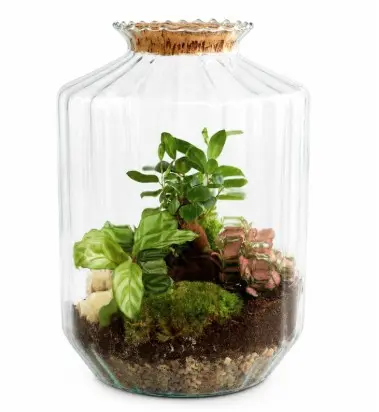Klaasist terraarium taimedega Ø26cm 