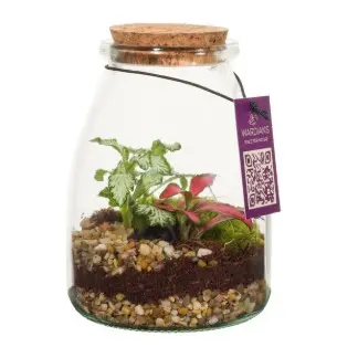 Klaasist terraarium taimedega Ø9cm 