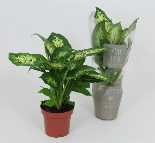 Diffenbahhia 'Reeva' P19/75cm 