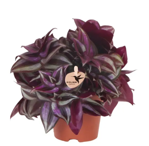 Tradeskantsia Violet Hill P9/16cm