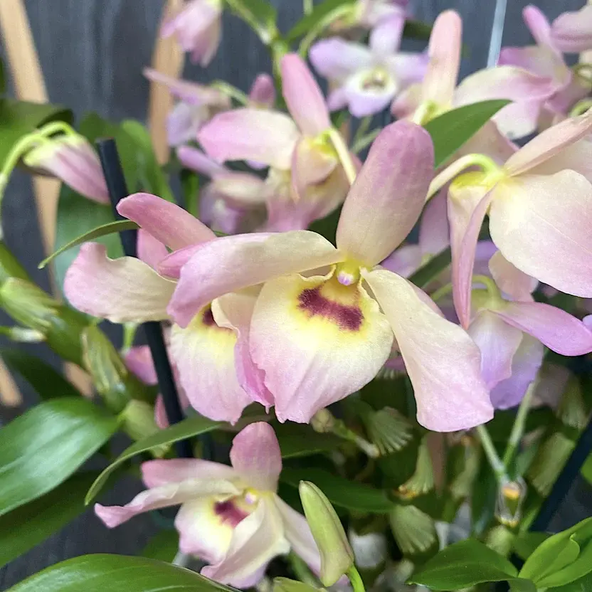 Dendroobium (H. puuõis) P12/35cm 2v 